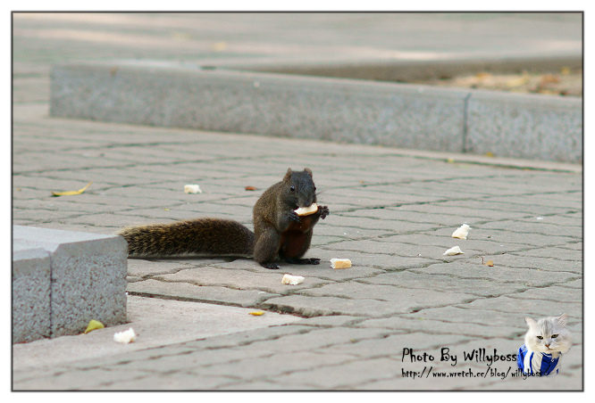 明森宇治抹茶專賣店(台中西區)
