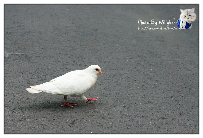 明森宇治抹茶專賣店(台中西區)