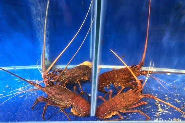 台中科博館美食推薦「飽閤醉酒店」四人餐豪華五層海鮮塔1000元