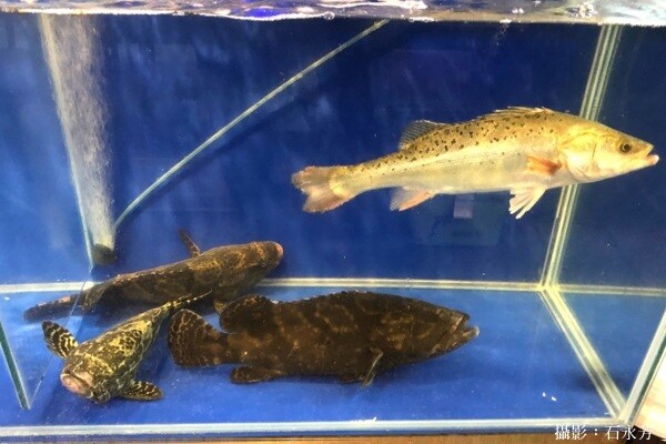 台中科博館美食推薦「飽閤醉酒店」四人餐豪華五層海鮮塔1000元