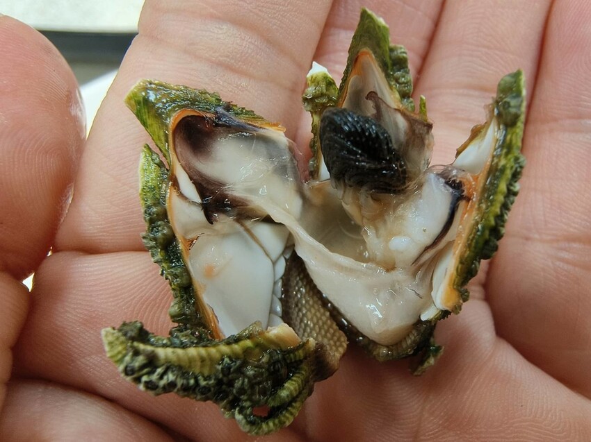 59915.jpg - 【基隆】大武崙海灘美食推薦。陳平良烤鴨美味的一鴨六吃來自馬祖的海鮮佛手+海螺+鰻魚 59915.jpg - 【基隆】大武崙海灘美食推薦。陳平良烤鴨美味的一鴨六吃來自馬祖的海鮮佛手+海螺+鰻魚