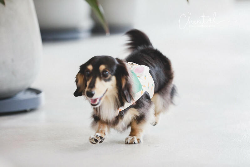 _J6A3691-2拷貝 拷貝