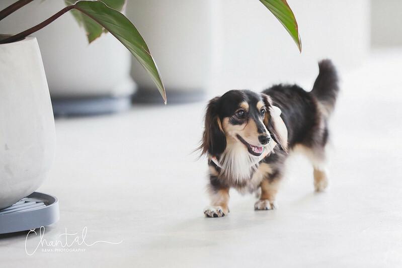 _J6A3682-2拷貝 拷貝