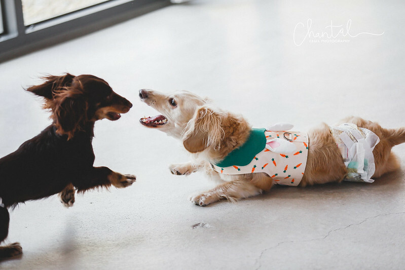 _J6A3700-2拷貝 拷貝