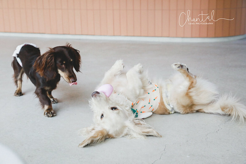 _J6A3835-2拷貝 拷貝