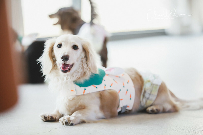 _J6A3715-3拷貝 拷貝