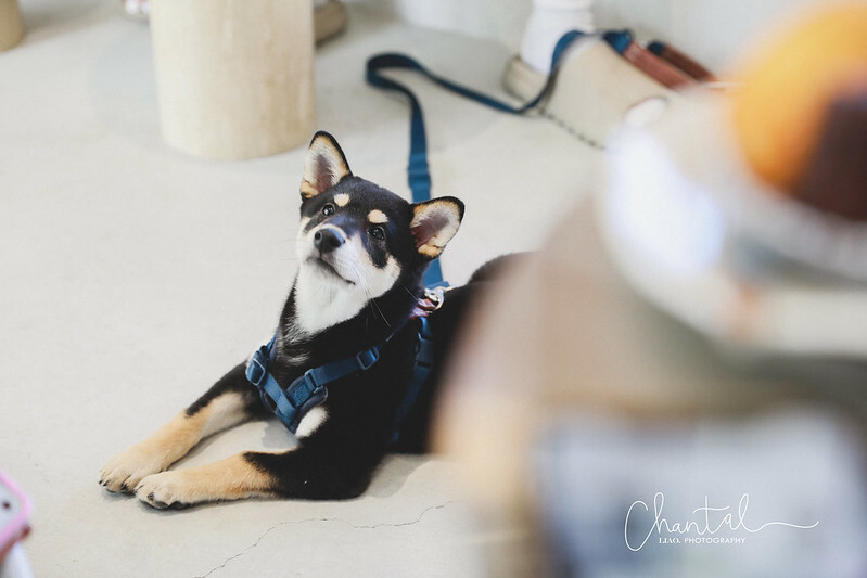 _J6A3595-2拷貝 拷貝