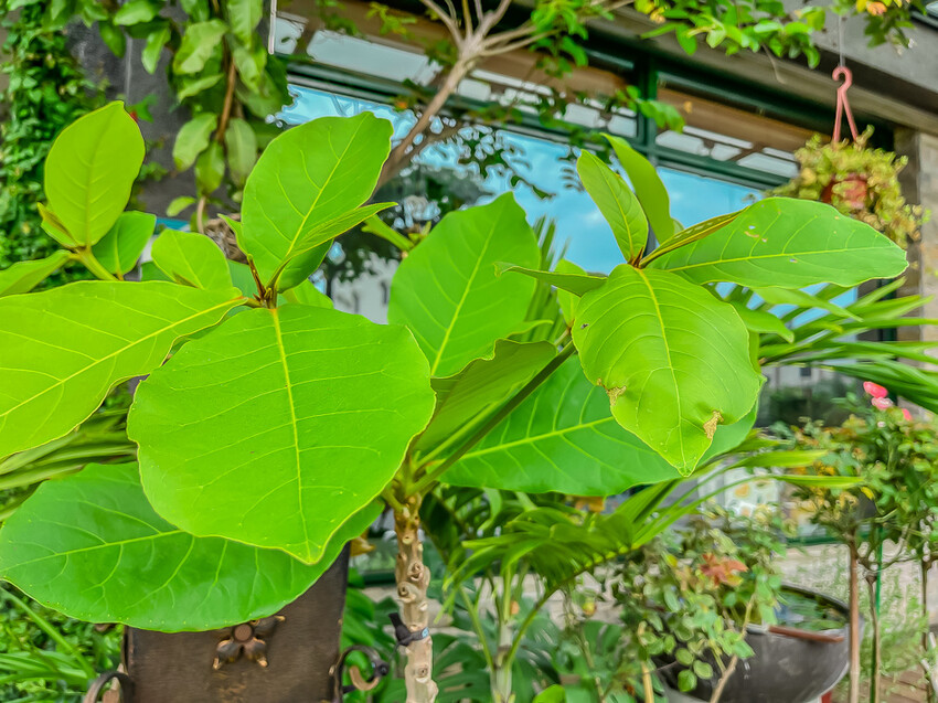 宛一点咖啡 x 大崗山腳下的美味西餐甜點咖啡!