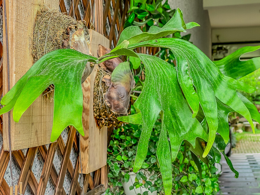 宛一点咖啡 x 大崗山腳下的美味西餐甜點咖啡!
