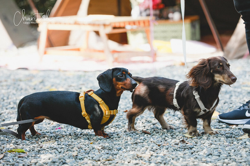 _J6A9912-2拷貝 拷貝