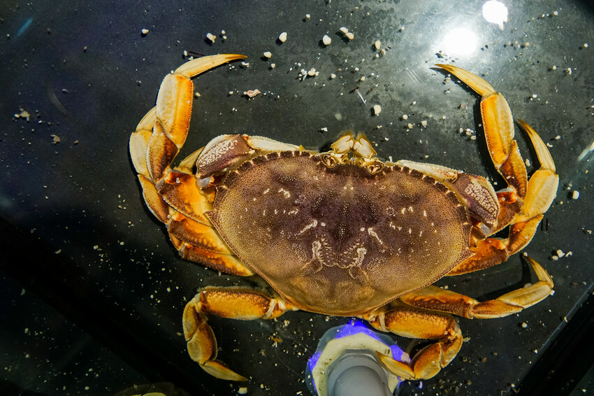 【中壢火鍋推薦】豪華活體海鮮超澎湃,大份量頂級和牛肉盤,還有超浮誇爆卵海膽飯都讓人愛不釋口|芳 海鮮