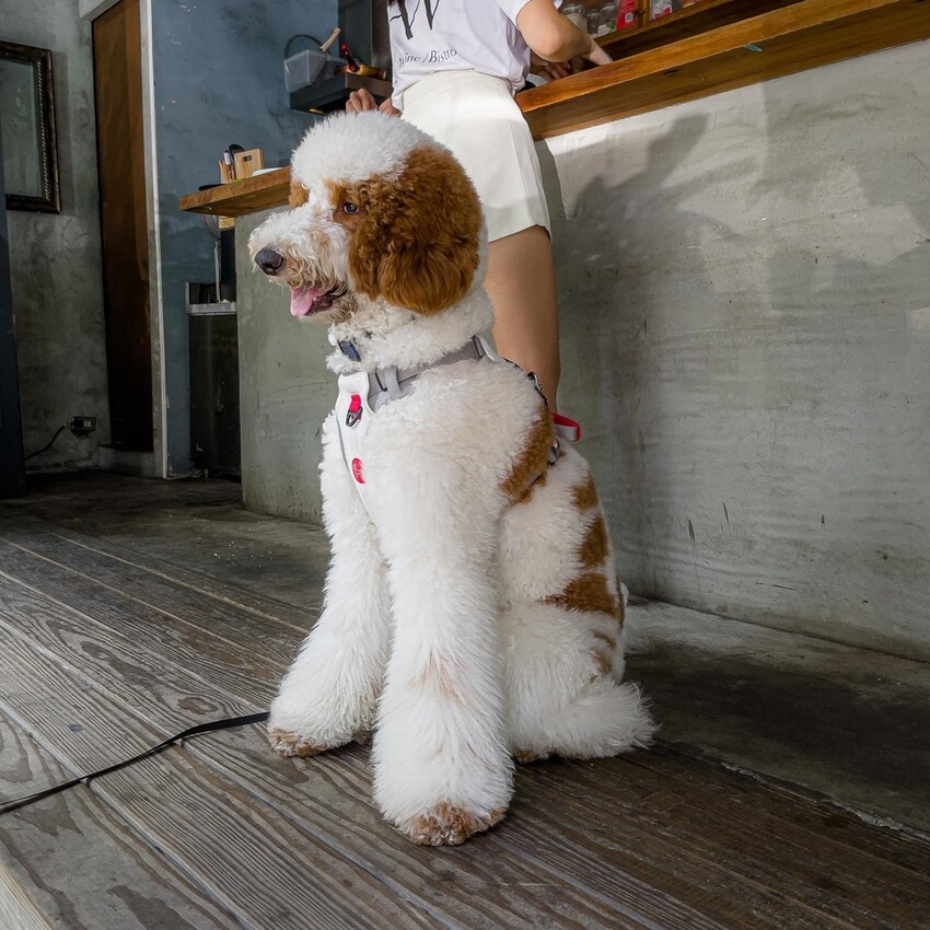 台北 大安區AW Cafe Wine Bistro 不限時咖啡廳 餐酒館 寵物友善 14.jpg