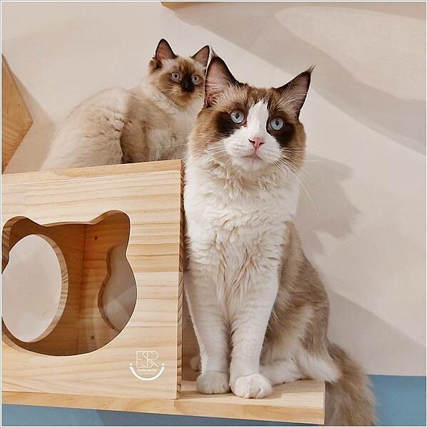 南投 走起擼貓 (50).jpg