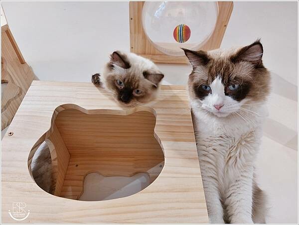 南投 走起擼貓 (51).jpg