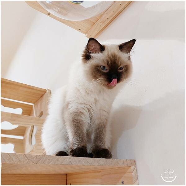 南投 走起擼貓 (52).jpg