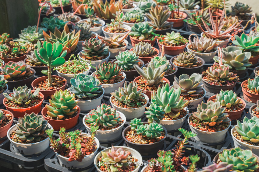 三和青創基地-繞山花｜免門票多肉植物園，DIY多肉盆栽太療癒，晴天、雨天這裡都好好玩～，龍潭美食、桃園親子景點