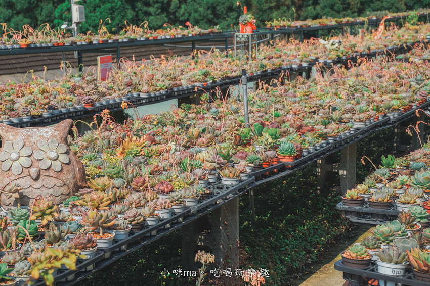 三和青創基地-繞山花｜免門票多肉植物園，DIY多肉盆栽太療癒，晴天、雨天這裡都好好玩～，龍潭美食、桃園親子景點