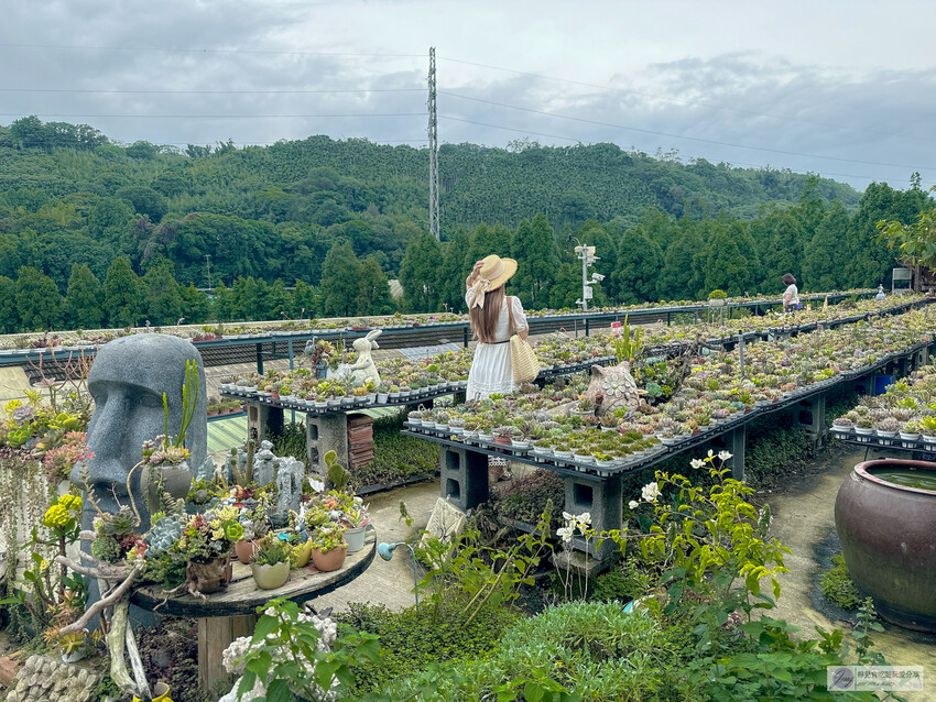 桃園市龍潭區美食，山裡的盆栽世界與錦鯉，獨特甜點等你探索。