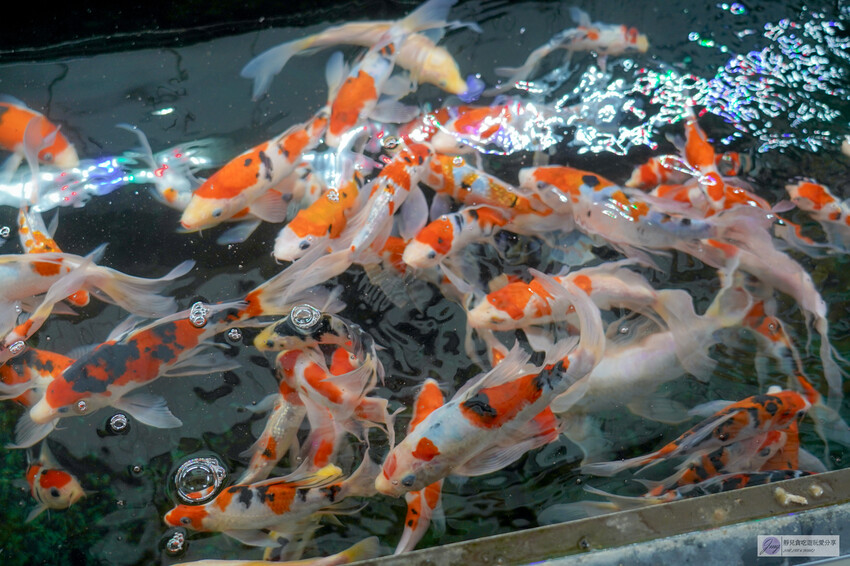 桃園市龍潭區美食，山裡的盆栽世界與錦鯉，獨特甜點等你探索。