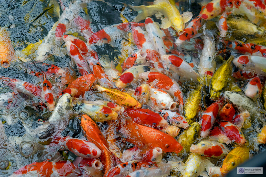 桃園市龍潭區美食，山裡的盆栽世界與錦鯉，獨特甜點等你探索。