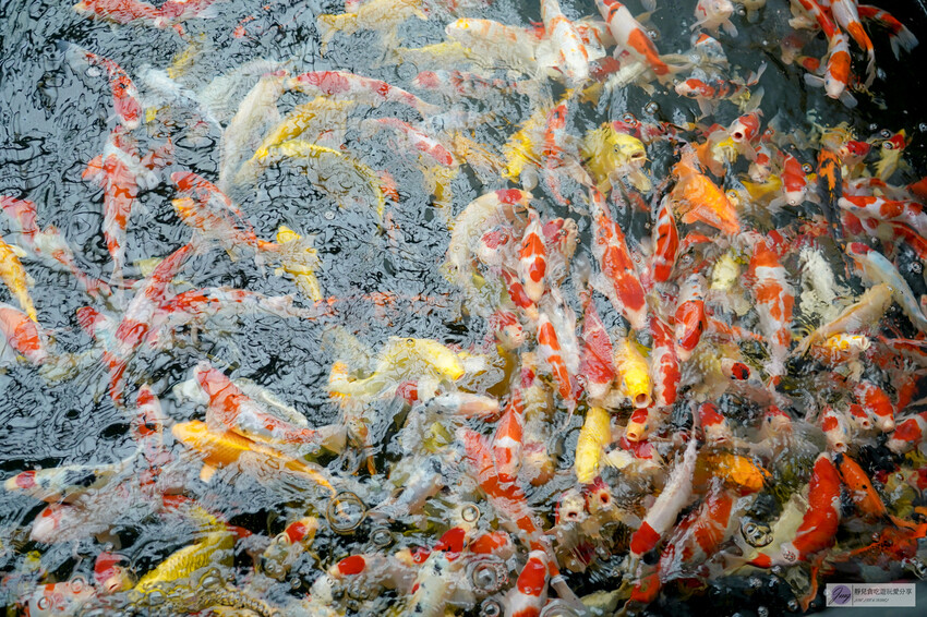 桃園市龍潭區美食，山裡的盆栽世界與錦鯉，獨特甜點等你探索。