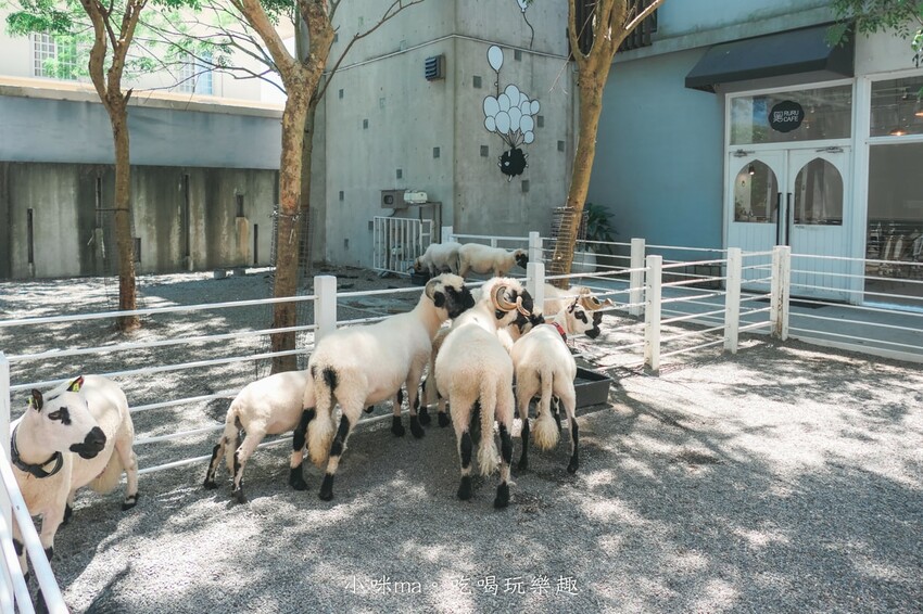 【五結親子景點】黑RURU CAFE｜宜蘭超人氣笑笑羊主題咖啡館！餐點好吃、互動餵羊 萌萌的太可愛啦，內附菜單、入園資訊，宜蘭寵物友善餐廳