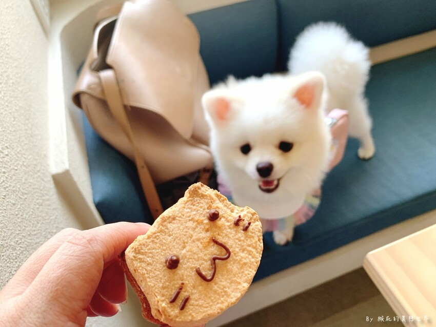 台中新開幕韓系咖啡廳就在逢甲，剛開幕就爆紅生意超好要排隊，乳酪蛋糕超好吃，寵物友善餐廳