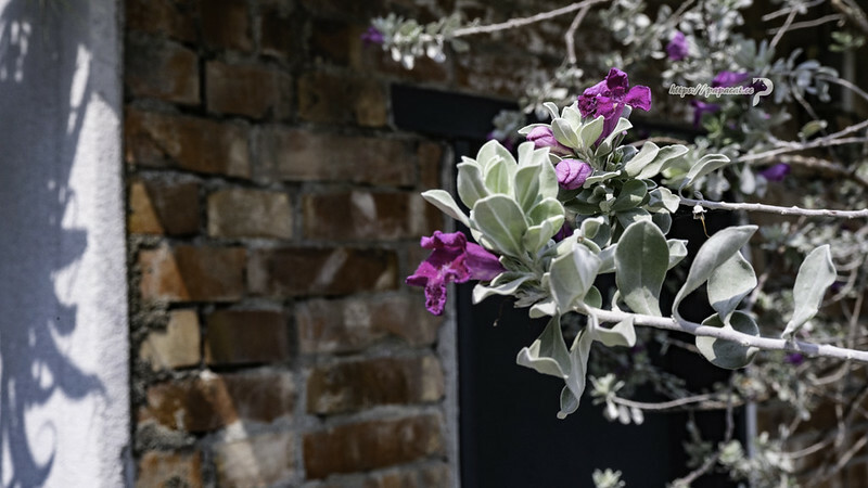 植居 咖啡廳-老宅咖啡館 每一杯咖啡都投入公益