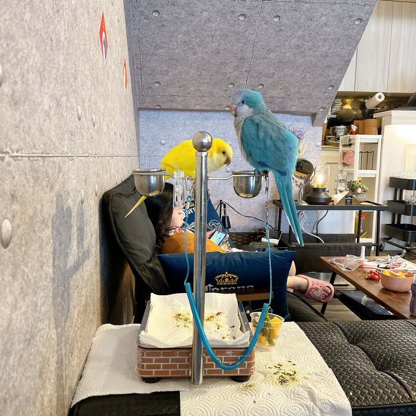 桃園車站異國料理推薦—蓬蓬熊工作室 印尼輕食料理，超獨特四種外面吃不到印尼醬料，一定要試試