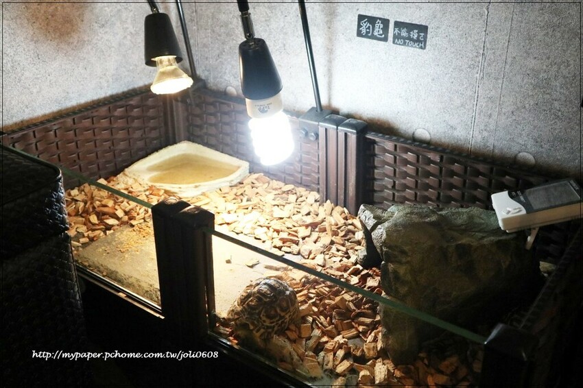 【蓬蓬熊工作室 印尼風味輕食】桃園異國料理推薦 桃園火車站美食推薦 獨特南洋風味早午餐 享受異國料理帶來的味蕾饗宴