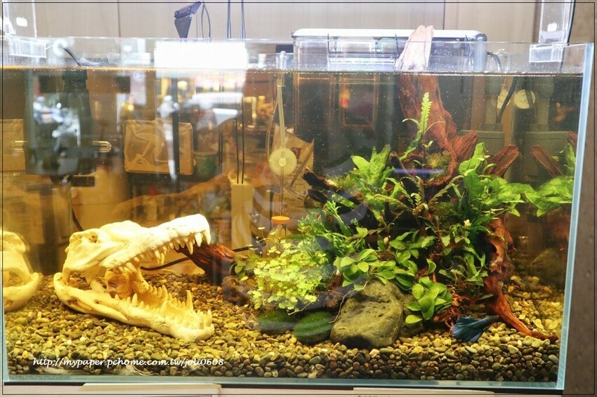 【蓬蓬熊工作室 印尼風味輕食】桃園異國料理推薦 桃園火車站美食推薦 獨特南洋風味早午餐 享受異國料理帶來的味蕾饗宴