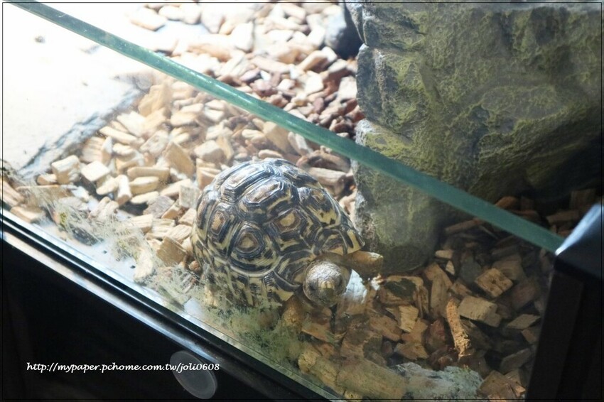 【蓬蓬熊工作室 印尼風味輕食】桃園異國料理推薦 桃園火車站美食推薦 獨特南洋風味早午餐 享受異國料理帶來的味蕾饗宴