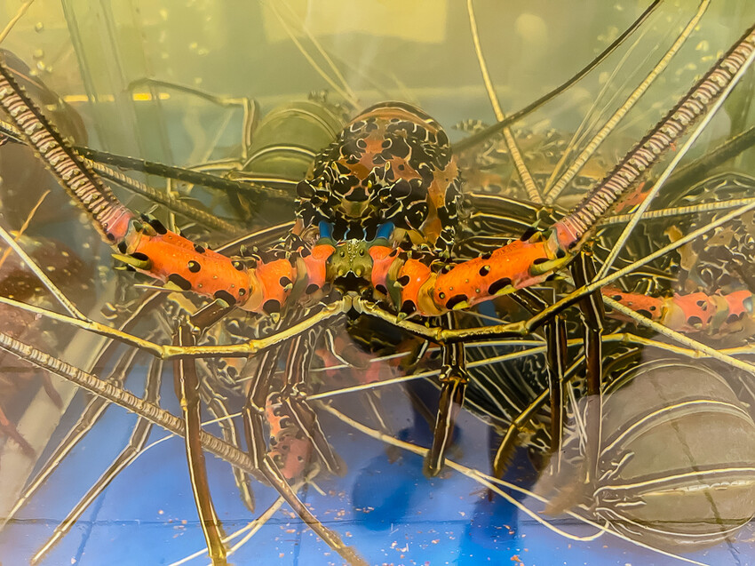 澎派水產 – 後壁湖必吃 x 100元澎湃生魚片 活跳跳新鮮海鮮 季節限定飛魚生魚片 超高CP值海產餐廳 大港入船