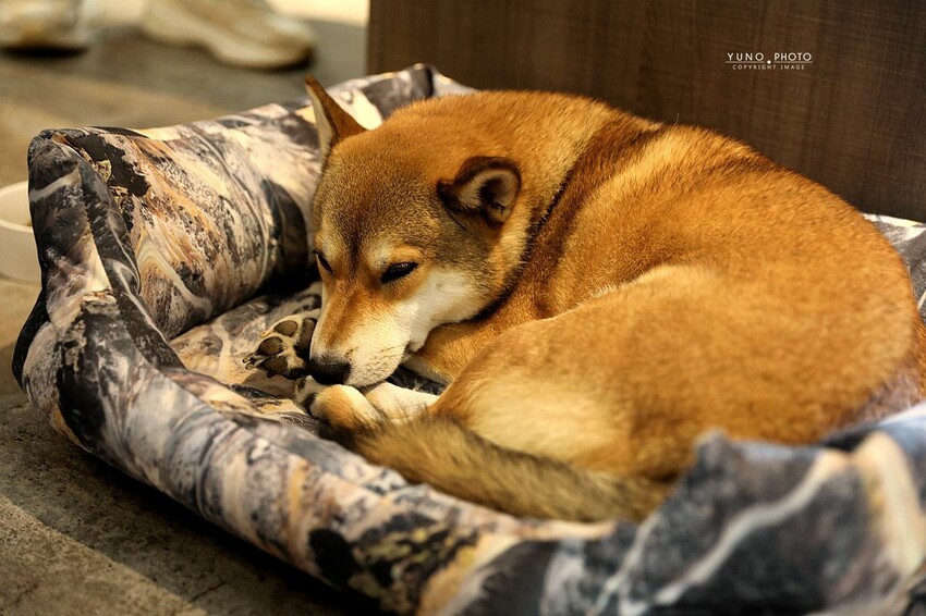 甜點控必收!隱身老宅 4.7星「神級肉桂捲」司康/戚風蛋糕推薦|OZM 啢男咖啡甜點 (台中西區下午茶/甜點)