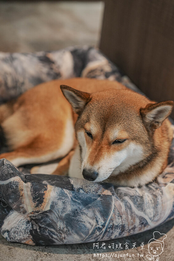 【台中肉桂捲推薦】OZM啢男咖啡甜點,巷弄老宅裡的創意司康