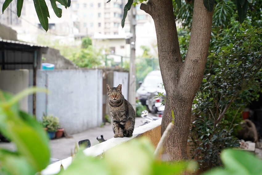 新竹平價又豐盛好吃的早午餐推薦！歡慶「掬熙商行 G.C Brunch & Coffee」一週年，早午餐時段皆享85折優惠！用餐空間寬敞又舒適，還是間寵物友善咖啡廳～ - 阿華田的美食日記