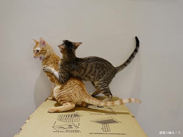 DSC06225.JPG DSC06225.JPG