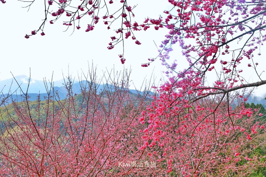 新竹霧語WooYuu雲頂上的豪華露營｜免裝備懶人露營，一泊二食.DIY體驗，賞櫻花、雲海趁現在！ - Kiwi 樂活食旅