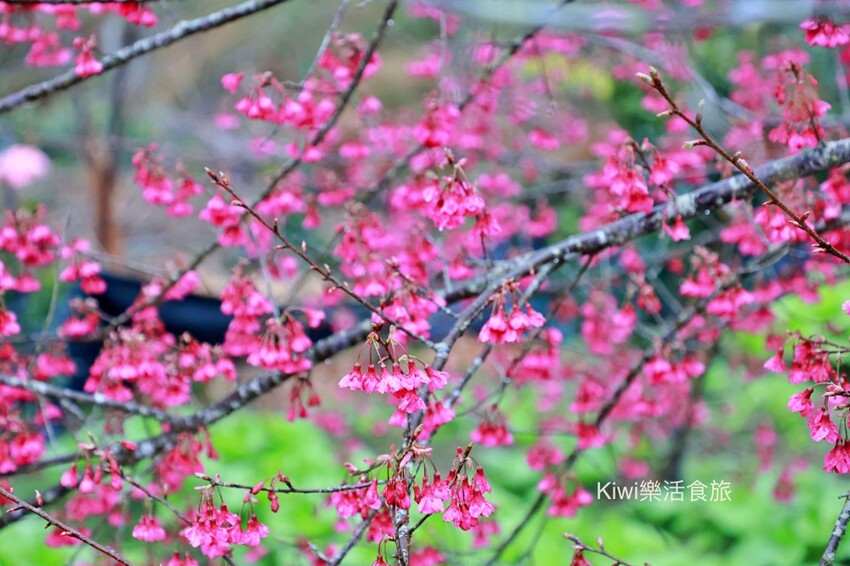 新竹霧語WooYuu雲頂上的豪華露營｜免裝備懶人露營，一泊二食.DIY體驗，賞櫻花、雲海趁現在！ - Kiwi 樂活食旅