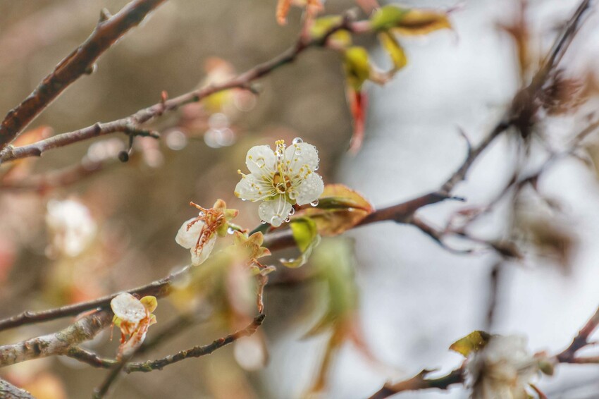 新竹霧語WooYuu雲頂上的豪華露營｜免裝備懶人露營，一泊二食.DIY體驗，賞櫻花、雲海趁現在！ - Kiwi 樂活食旅