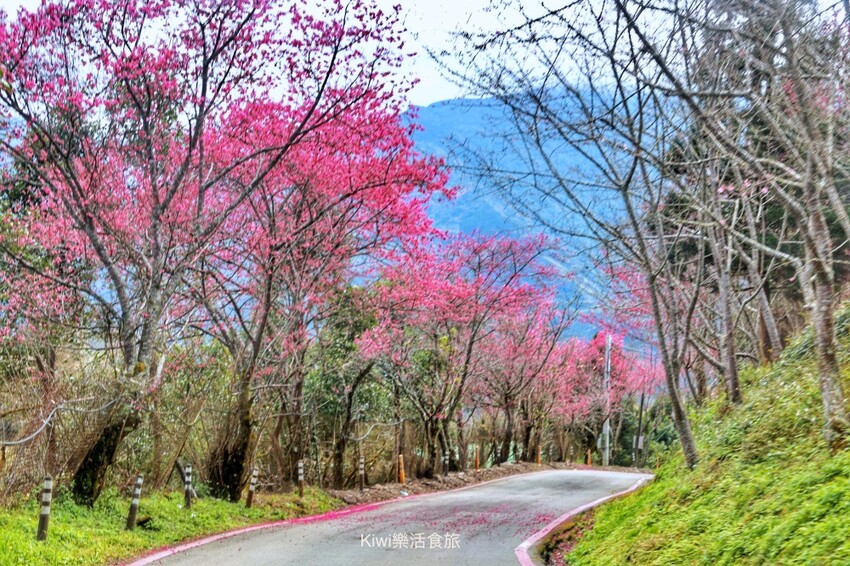 新竹霧語WooYuu雲頂上的豪華露營｜免裝備懶人露營，一泊二食.DIY體驗，賞櫻花、雲海趁現在！ - Kiwi 樂活食旅