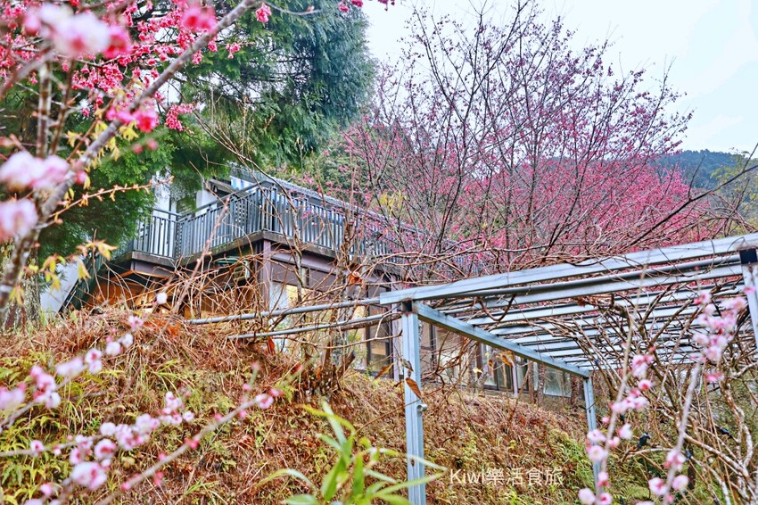 新竹霧語WooYuu雲頂上的豪華露營｜免裝備懶人露營，一泊二食.DIY體驗，賞櫻花、雲海趁現在！ - Kiwi 樂活食旅