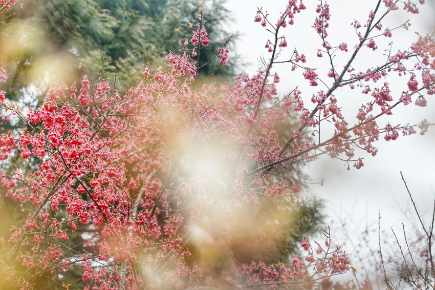 新竹霧語WooYuu雲頂上的豪華露營｜免裝備懶人露營，一泊二食.DIY體驗，賞櫻花、雲海趁現在！ - Kiwi 樂活食旅