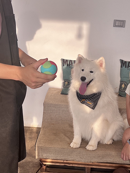 【台中美食】台中夜景第一排鹿雅森林|寵物友善咖啡廳|近距離接