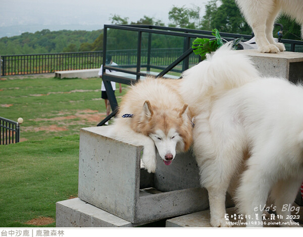 鹿雅森林-11.jpg 鹿雅森林-11.jpg