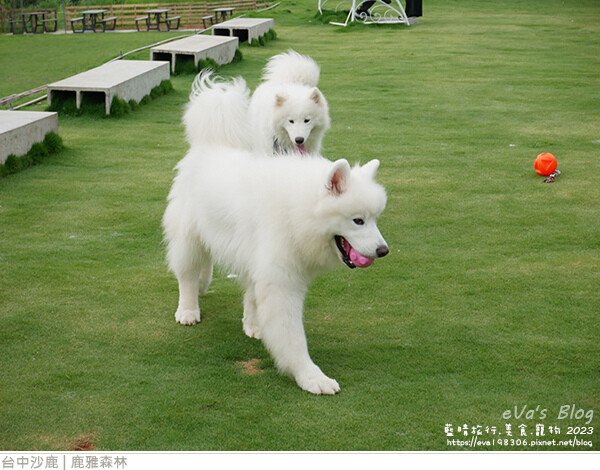 鹿雅森林-19.jpg 鹿雅森林-19.jpg