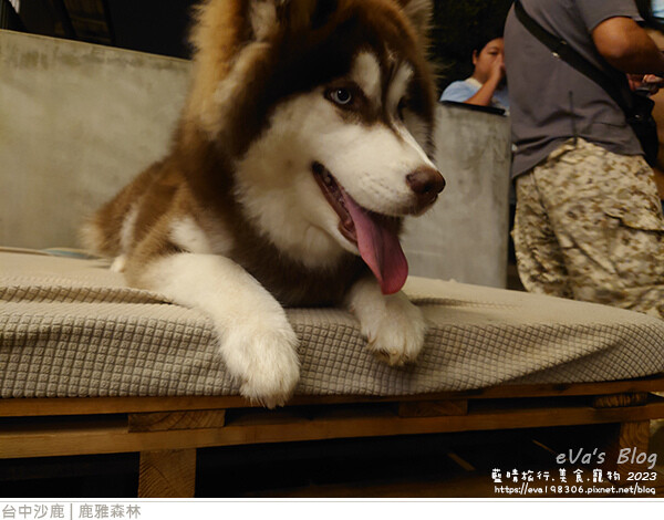 鹿雅森林-58.jpg 鹿雅森林-58.jpg