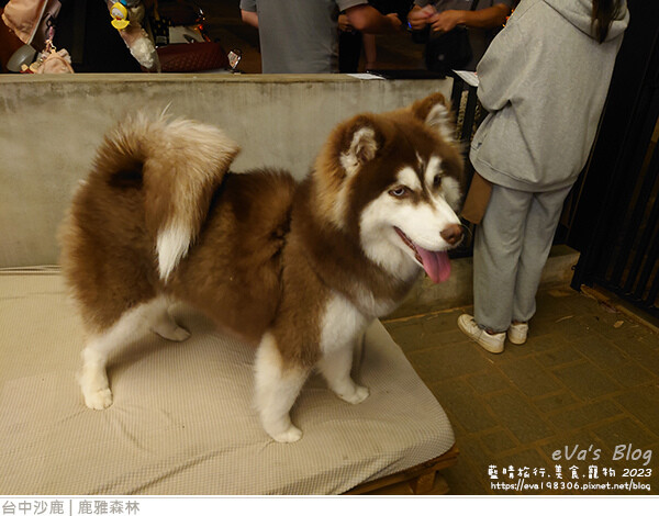 鹿雅森林-60.jpg 鹿雅森林-60.jpg