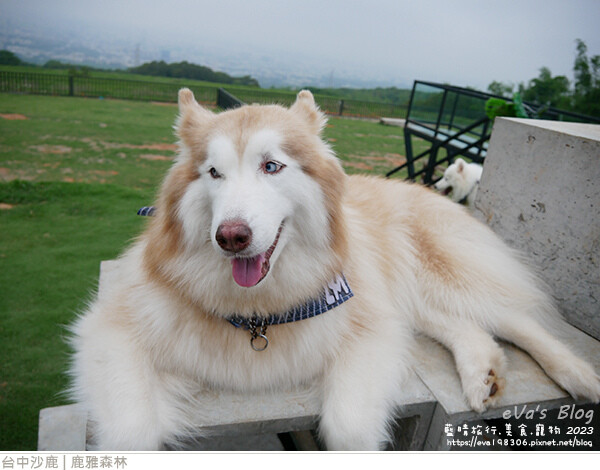 鹿雅森林-29.jpg 鹿雅森林-29.jpg