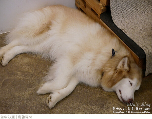 鹿雅森林-40.jpg 鹿雅森林-40.jpg